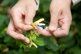 キバナアキギリがマルハナバチに花粉をつける仕組み