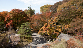 秋は紅葉が美しい園内