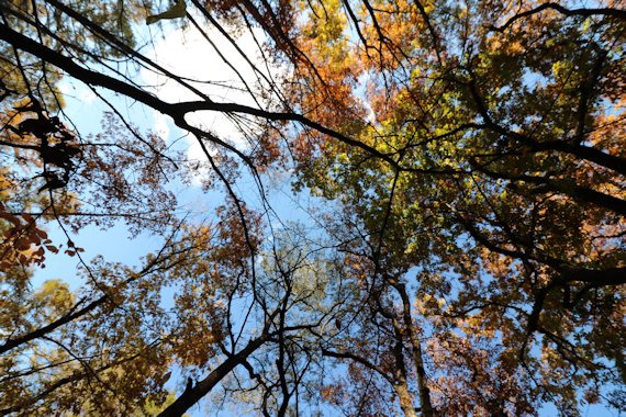 敷地から見上げる秋の空