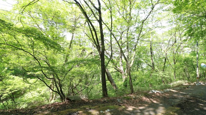 閑静な森の中の土地