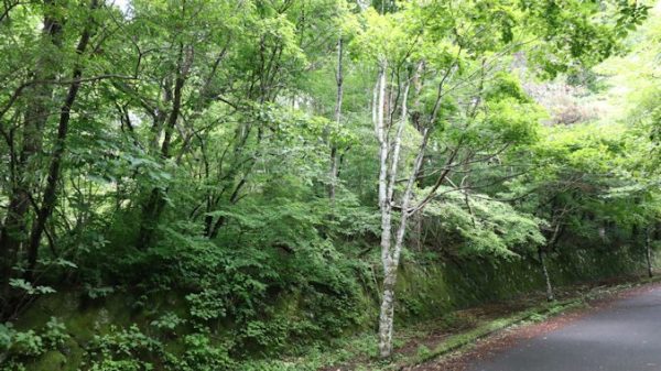 千ヶ滝東区　土地