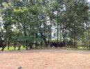 前面道路から撮影