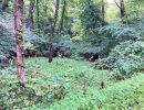 東の庭からの沢方向見る