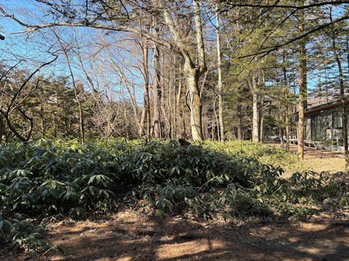 東道路から敷地①