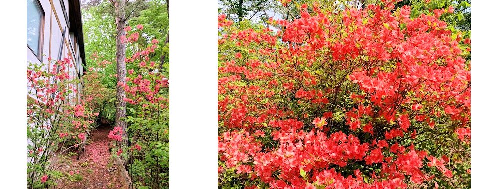 つつじのトンネルをくぐって玄関へ　　　　　　　　　　玄関前のつつじ            