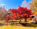 お庭の紅葉