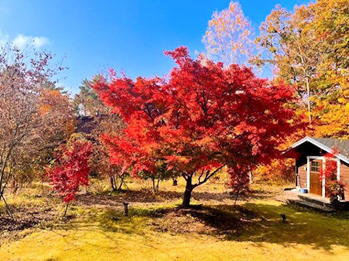 お庭の紅葉