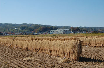 田園