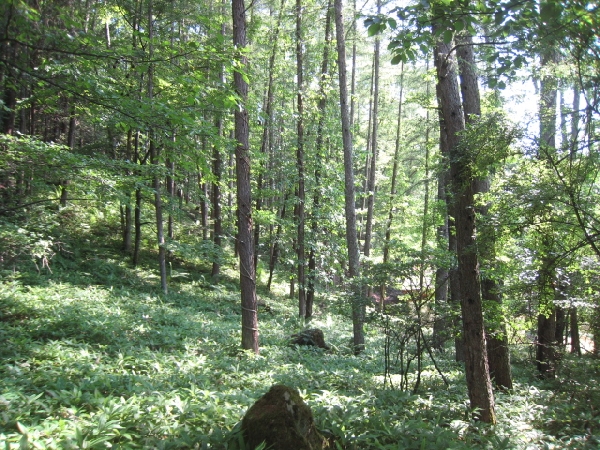 土地（登録番号27I002L）の画像