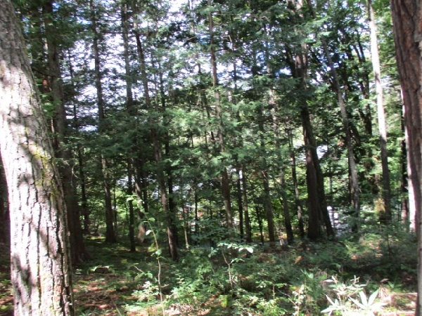 土地（登録番号 23I011L）の画像